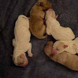 Maltipoo and Yorkshire Terrier Puppies from Puppy Love Palace at HB Farm