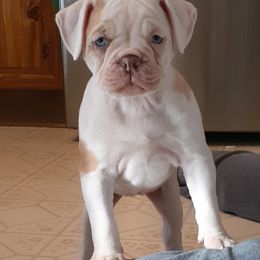 Alapaha Blue Blood Bulldog Puppies from Eclipse Alapaha Kennels