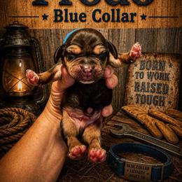 Frodo - Black and tan male Beagle puppy in Viper, Kentucky from Mountain Top