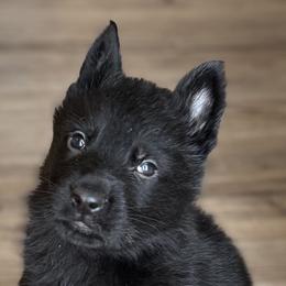 German Shepherds from Will