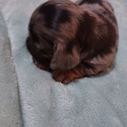 Dachshund Puppies from Marnette's Dachshunds