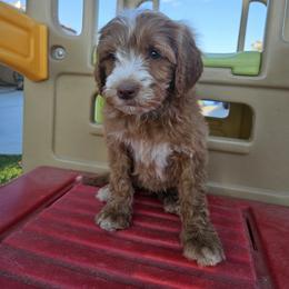 Jojo- Dr Seuss litter - Gold male Labradoodle puppy in Phelan, California from Family Doodles