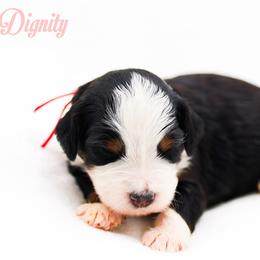 Dignity - Black tri-color female Aussiedoodle puppy in Diamond Bar, California from Furrytaildoodles