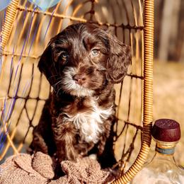 Rye - Chocolate male Australian Labradoodle puppy in Decatur, Alabama from Southern Meadows Doodles
