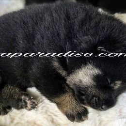 Kai - Black and tan male Shiba Inu puppy in Tualatin, Oregon from Shiba Paradise