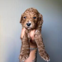 Melon - Red  male Goldendoodle puppy in Smithfield, Kentucky from KBK9 Kennels