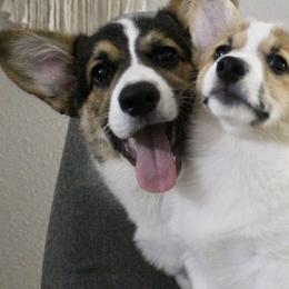 Pembroke Welsh Corgis from Whiting Corgis