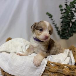 Violet - Red tri-color female Aussiedoodle puppy in Los Angeles, California from LA’s Favorite Puppies