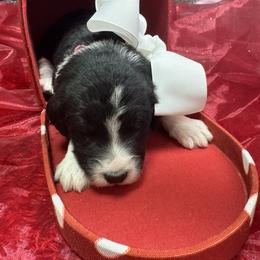 Bernedoodle, Poodle, and Sheepadoodle Puppies from TLC by the Lake Standard Poodle and Doodles