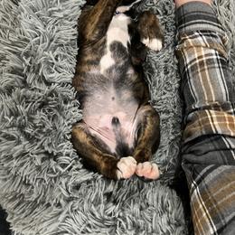 Boxer Puppies from Reynolds Homestead Boxers