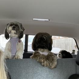 Shih Tzu Puppies from Margaret Szegda