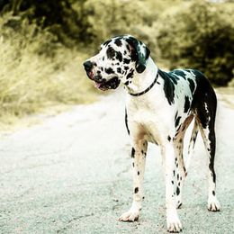 Great Danes from 5T Danes