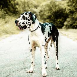 Great Danes from 5T Danes