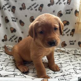 King - Yellow male Labrador Retriever puppy in Melrose, New Mexico from ECMO Farm Dalmatians & Labrador Retrievers