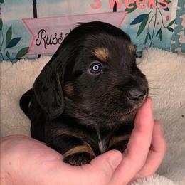 Merle - Black male Dachshund puppy in Kempner, Texas from Russell Farms Dachshund