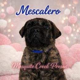 Perro de Presa Canario Puppies from Mesquite Creek Kennels