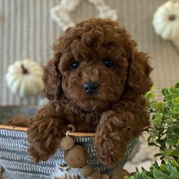 Poodle puppies from Heavn Sent Acres