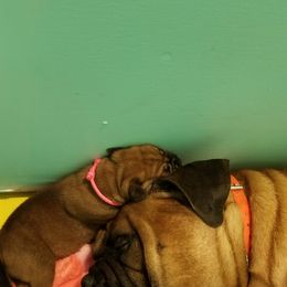 Bullmastiff Puppies from Faulkner Bullmastiffs