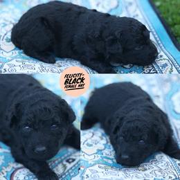 Felicity - Black female Mudi puppy in Gatlinburg, Tennessee from Greenbrier