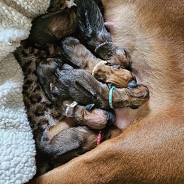 Rhodesian Ridgeback Puppies from Mafigeni Ridgebacks