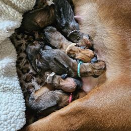 Rhodesian Ridgeback Puppies from Mafigeni Ridgebacks