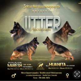 German Shepherd Puppies from 5 Star German Shepherds