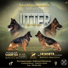 German Shepherd Puppies from 5 Star German Shepherds