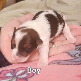 Boy 1 - Chocolate, tan and white male Yorkshire Terrier puppy in Adams, North Dakota from Mathiasons Little Barkers