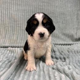 02 Loretta turquoise collar - Black white and tan female English Springer Spaniel puppy in Comer, Georgia from Stratton Spaniels