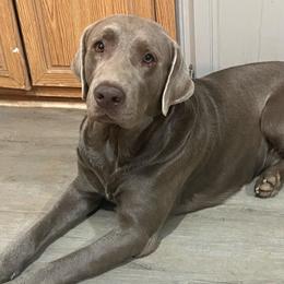 Slate - Dilute Retriever
