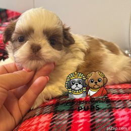 Grover - Liver and white male Shih Tzu puppy in Walkertown, North Carolina from Lil’ Bit’s Shih Tzu