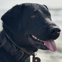 Labrador Retrievers from Hazel Woods Retrievers