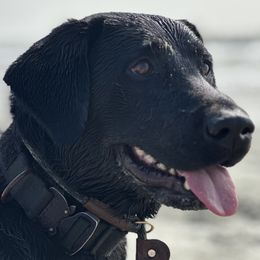 Labrador Retrievers from Hazel Woods Retrievers