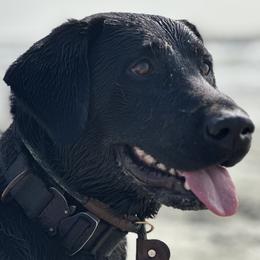 Labrador Retrievers from Hazel Woods Retrievers