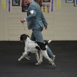 Boeing - German Wirehaired Pointer
