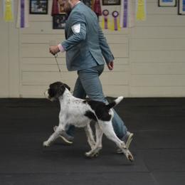 Boeing - German Wirehaired Pointer