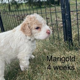 Marigold - White female Lagotto Romagnolo puppy in Minster, Ohio from 1880 Lagotto