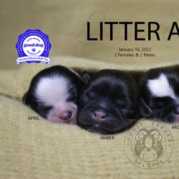 "Litter A. All puppies found their furever homes. " Shih Tzu Puppies from House Sakura Shih Tzu