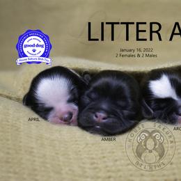 "Litter A. All puppies found their furever homes. " Shih Tzu Puppies from House Sakura Shih Tzu
