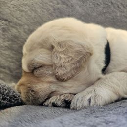 Princess Leia - Parchment female Labradoodle puppy in Lansing, North Carolina from Murphy Manor Mountain Doodles