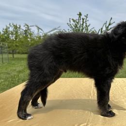 Silken Windhound Puppies from Luminous Silken Windhounds