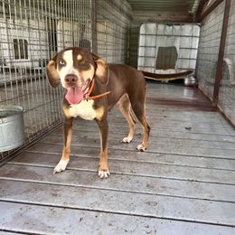 Basil - Catahoula Leopard Dog