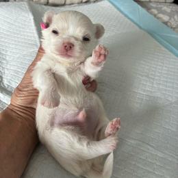 Tucker - Cream male Chihuahua puppy in Menifee, California from Lane’s Little Long Coats