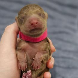 Honor - Chocolate and tan female Dachshund puppy in Loganville, Georgia from Royal Dackel Haus