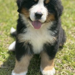 Bernese Mountain Dog Puppies from Faith’s Bernese