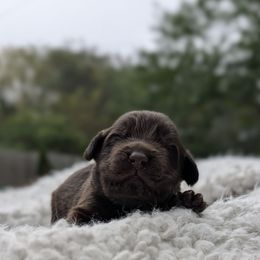 Green Boy ( Go home for Xmas) - Gray male Newfoundland puppy in Independence, Missouri from K & L Ranch