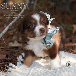 Sunny - Red Tri Female - Red tri-color female Australian Shepherd puppy in Nacogdoches, Texas from TK Standard, Mini, & Toy Aussies