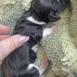 Kisses - Piebald female Dachshund puppy in Boerne, Texas from Maravillas Dachshunds LLC