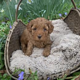Jazzy - Red female Australian Labradoodle puppy in Spring City, Tennessee from Beck ‘N Ridge Australian Labradoodles