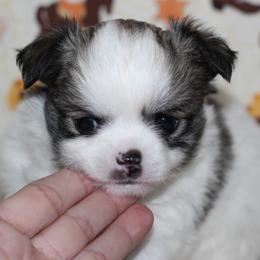 Royal 4,000 - Sable spotted white female Chihuahua puppy in Cache, Oklahoma from Charming Lil Chihuahuas